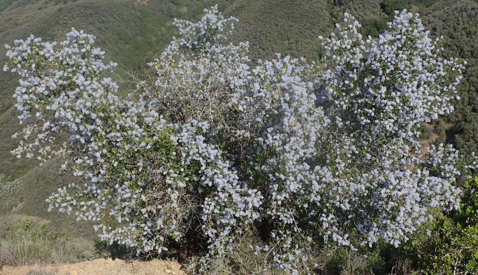 High Resolution Ceanothus oliganthus Plant